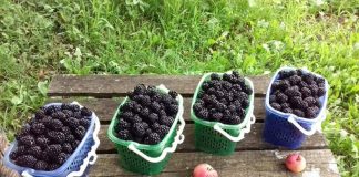 ILEGAL! Investiția în muri a unor tineri din Arcani a ajuns în mâinile rudelor primarului!