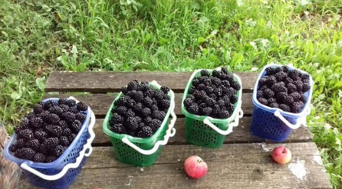 ILEGAL! Investiția în muri a unor tineri din Arcani a ajuns în mâinile rudelor primarului!