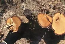 Cercetați pentru tăiere și furt de material lemnos