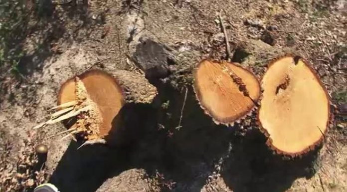 Cercetați pentru tăiere și furt de material lemnos