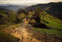 Și Festivalul folcloric ,,Coborâtul oilor de la munte” se mută în online