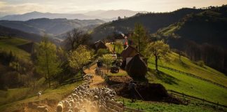 Și Festivalul folcloric ,,Coborâtul oilor de la munte” se mută în online