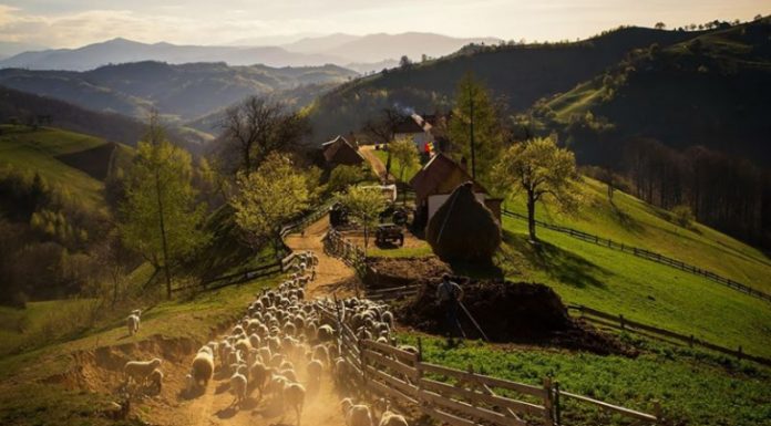 S-au stabilit sumele pentru plata ajutorului de stat pentru creşterea animalelor!