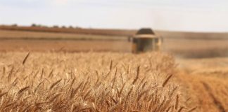 Agricultura pe înțelesul tuturor – Înființarea culturilor de toamnă