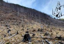 Protest la Târgu Jiu împotriva exploatărilor ilegale de lemne