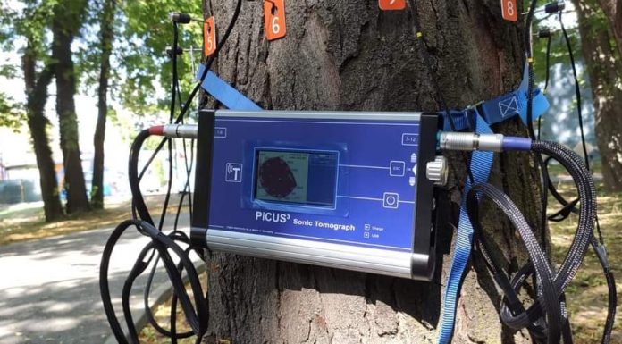 Romanescu: Monitorizare pentru copacii din Târgu Jiu