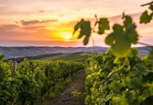 O nouă secțiune de întrebări și răspunsuri cu privire la producerea vinului de casă din mustul de Jidvei pe site-ul mustdejidvei.ro