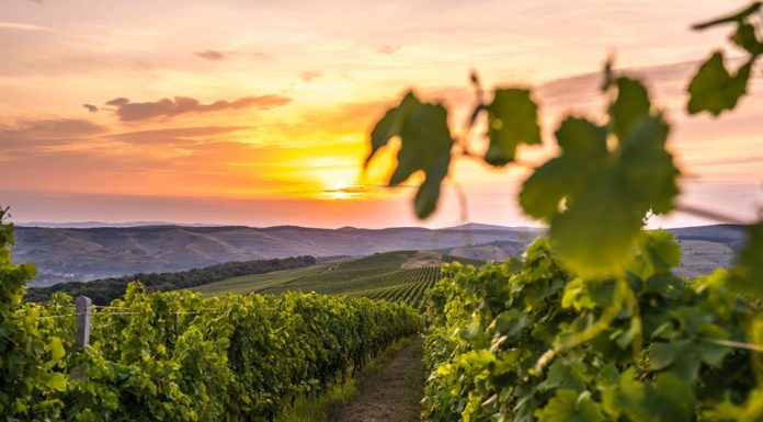 O nouă secțiune de întrebări și răspunsuri cu privire la producerea vinului de casă din mustul de Jidvei pe site-ul mustdejidvei.ro