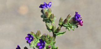 Limba boului (Anchusa officinalis) – beneficii și proprietăți