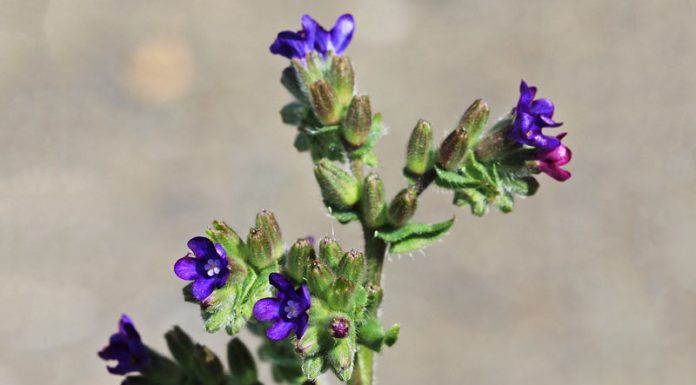 Limba boului (Anchusa officinalis) – beneficii și proprietăți