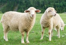 APIA efectuează plata ajutorului de stat în sectorul creșterii animalelor