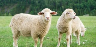 APIA efectuează plata ajutorului de stat în sectorul creșterii animalelor