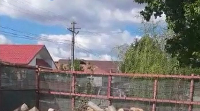 17 percheziții în Gorj la mafia lemnului