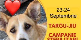 O nouă campanie de sterilizări a patrupedelor, la Târgu-Jiu