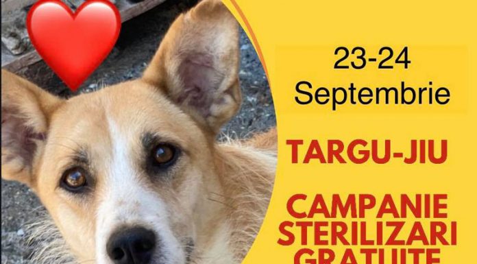 O nouă campanie de sterilizări a patrupedelor, la Târgu-Jiu