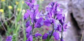 Amăreala (Polygala amara) – beneficii și proprietăți