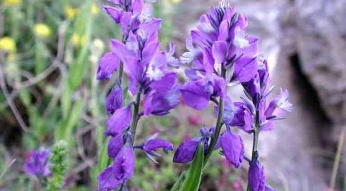 Amăreala (Polygala amara) – beneficii și proprietăți