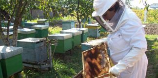 176 de apicultori gorjeni, verificați de echipele APIA