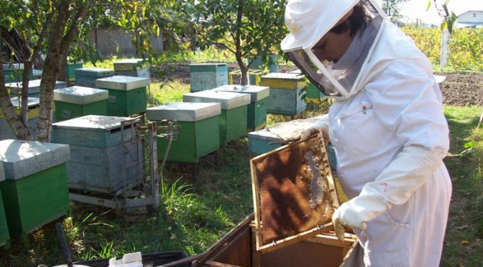 176 de apicultori gorjeni, verificați de echipele APIA