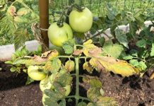 Agricultura pe înțelesul tuturor – Bolile tomatelor