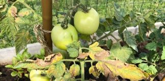 Agricultura pe înțelesul tuturor – Bolile tomatelor