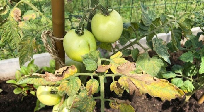 Agricultura pe înțelesul tuturor – Bolile tomatelor