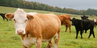 COVID-19: Sprijin financiar pentru susținerea crescătorilor de bovine