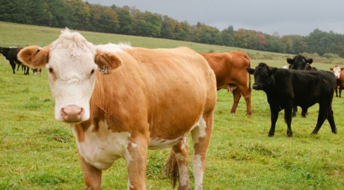 COVID-19: Sprijin financiar pentru susținerea crescătorilor de bovine