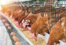 APIA primește cereri de solicitare a ajutorului de stat pentru susținerea activității crescătorilor din sectorul avicol