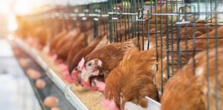 APIA primește cereri de solicitare a ajutorului de stat pentru susținerea activității crescătorilor din sectorul avicol