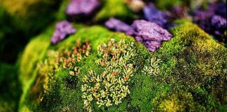 Lichenul de piatră(Cetraria islandica) – beneficii și proprietăți