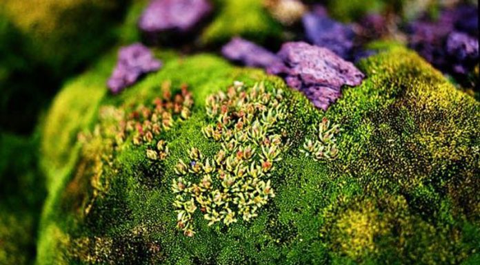 Lichenul de piatră(Cetraria islandica) – beneficii și proprietăți