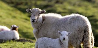 MADR a stabilit sumele pentru plata ajutorului de stat pentru creșterea animalelor