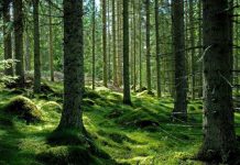 „Săptămâna verde” în școli