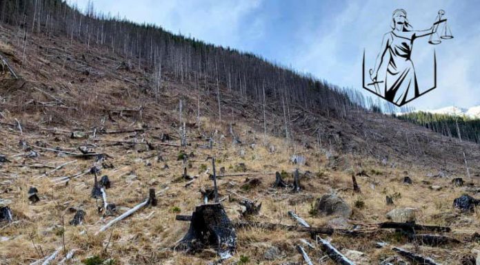 Protest împotriva tăierilor ilegale de păduri, la Târgu-Jiu
