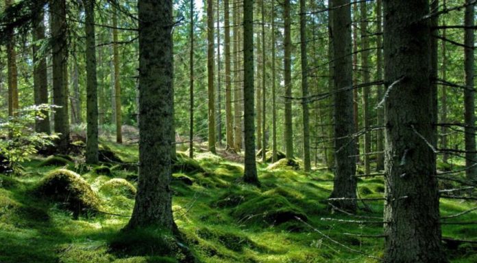 Peste 9.000 de hectare de păduri virgine în Gorj