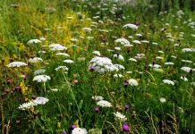 Pătrunjelul-de-câmp (Pimpinella saxifraga) – beneficii și proprietăți