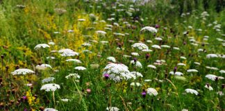 Pătrunjelul-de-câmp (Pimpinella saxifraga) – beneficii și proprietăți