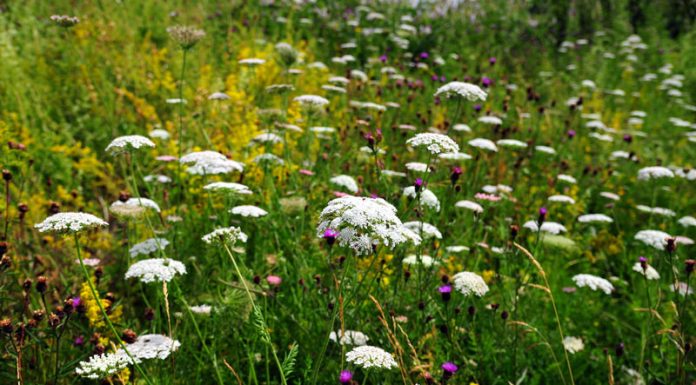 Pătrunjelul-de-câmp (Pimpinella saxifraga) – beneficii și proprietăți