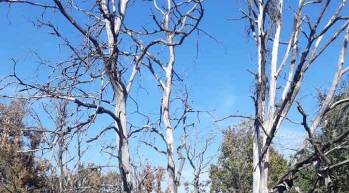 Amendă de 50.000 de lei pentru poluare accidentală