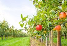 Noi ajutoare pentru producătorii agricoli din sectorul vegetal