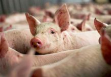 29 septembrie, termen pentru solicitarea ajutoarele din zootehnie