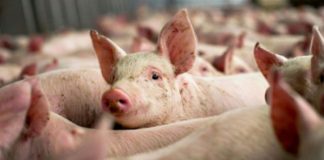 29 septembrie, termen pentru solicitarea ajutoarele din zootehnie