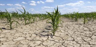 A demarat plata ajutorului pentru secetă!