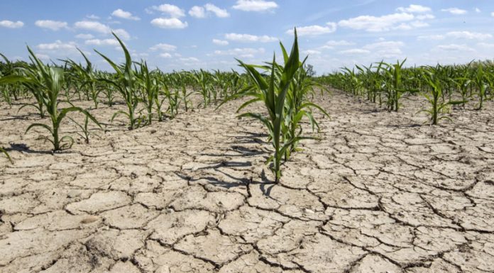 A demarat plata ajutorului pentru secetă!