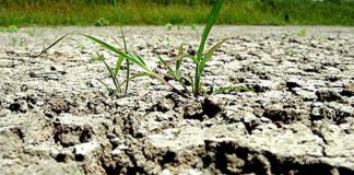 Pentru doar 10 zile – APIA Gorj primește cereri de solicitare a ajutorului de stat pentru culturile afectate de seceta pedologică