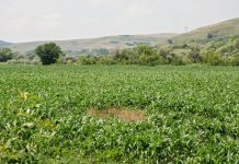 Despăgubiri pentru terenurile distruse de animalele sălbatice