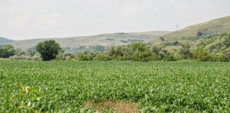 Despăgubiri pentru terenurile distruse de animalele sălbatice