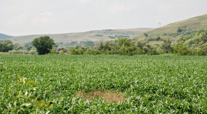 Despăgubiri pentru terenurile distruse de animalele sălbatice