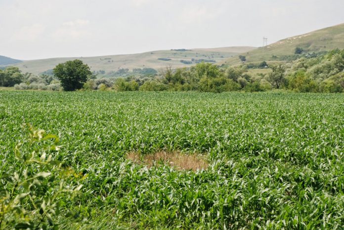 Despăgubiri pentru terenurile distruse de animalele sălbatice